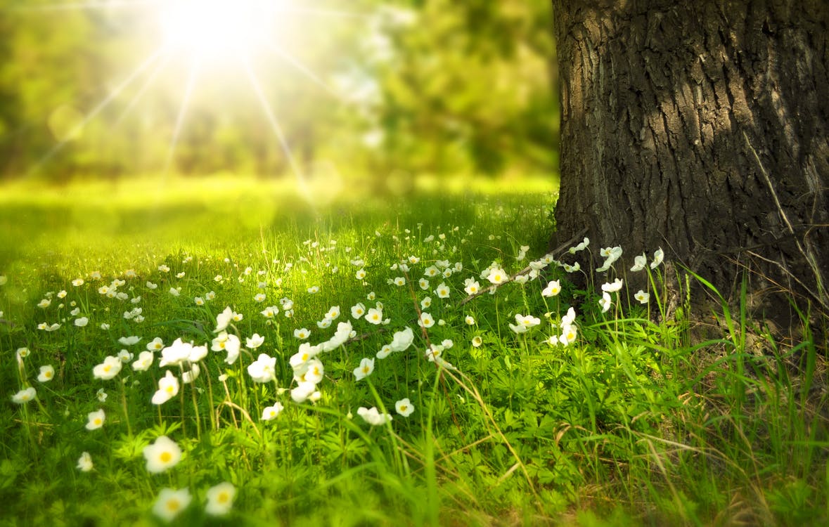 spring-tree-flowers-meadow-60006